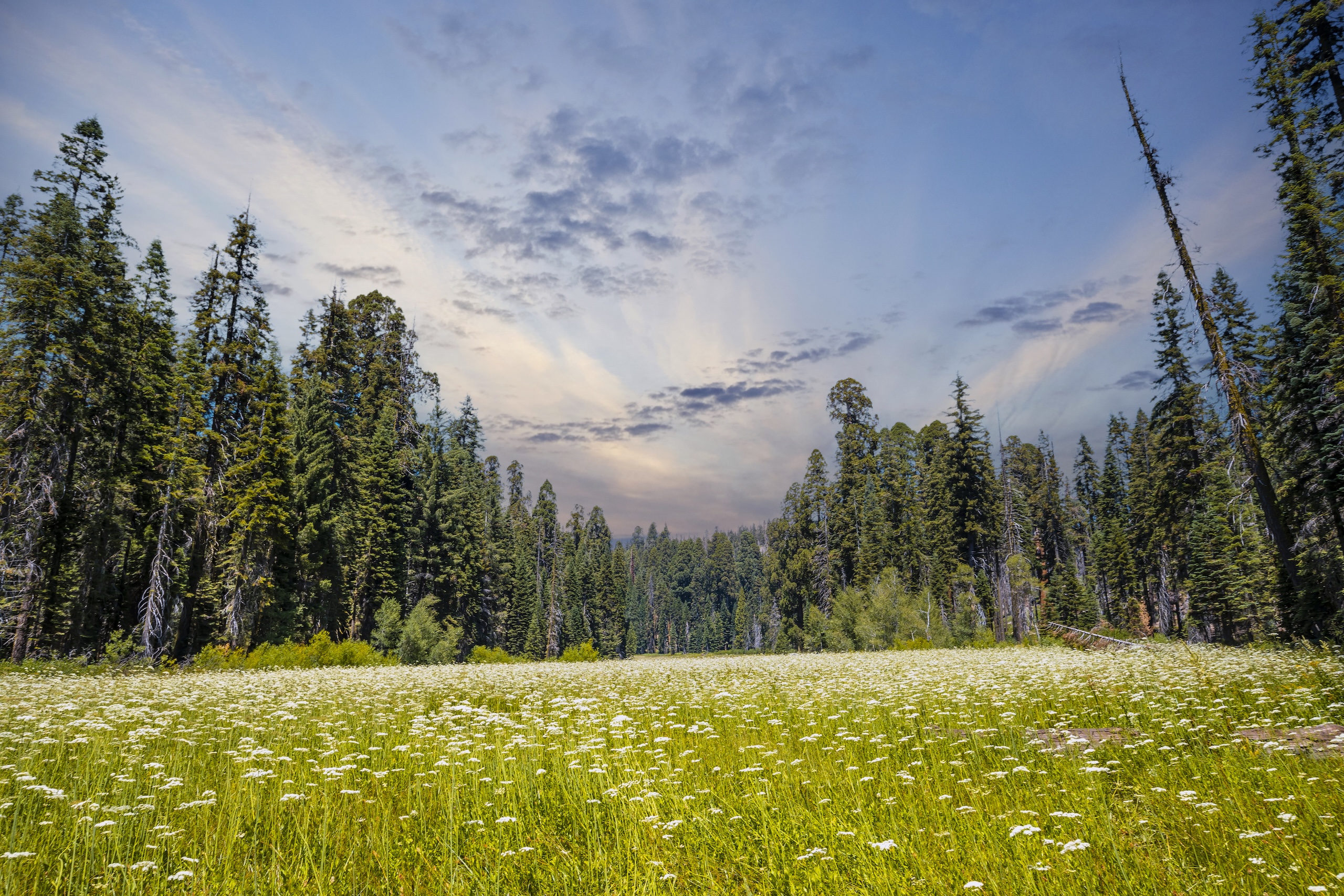 People Food & Land Foundation