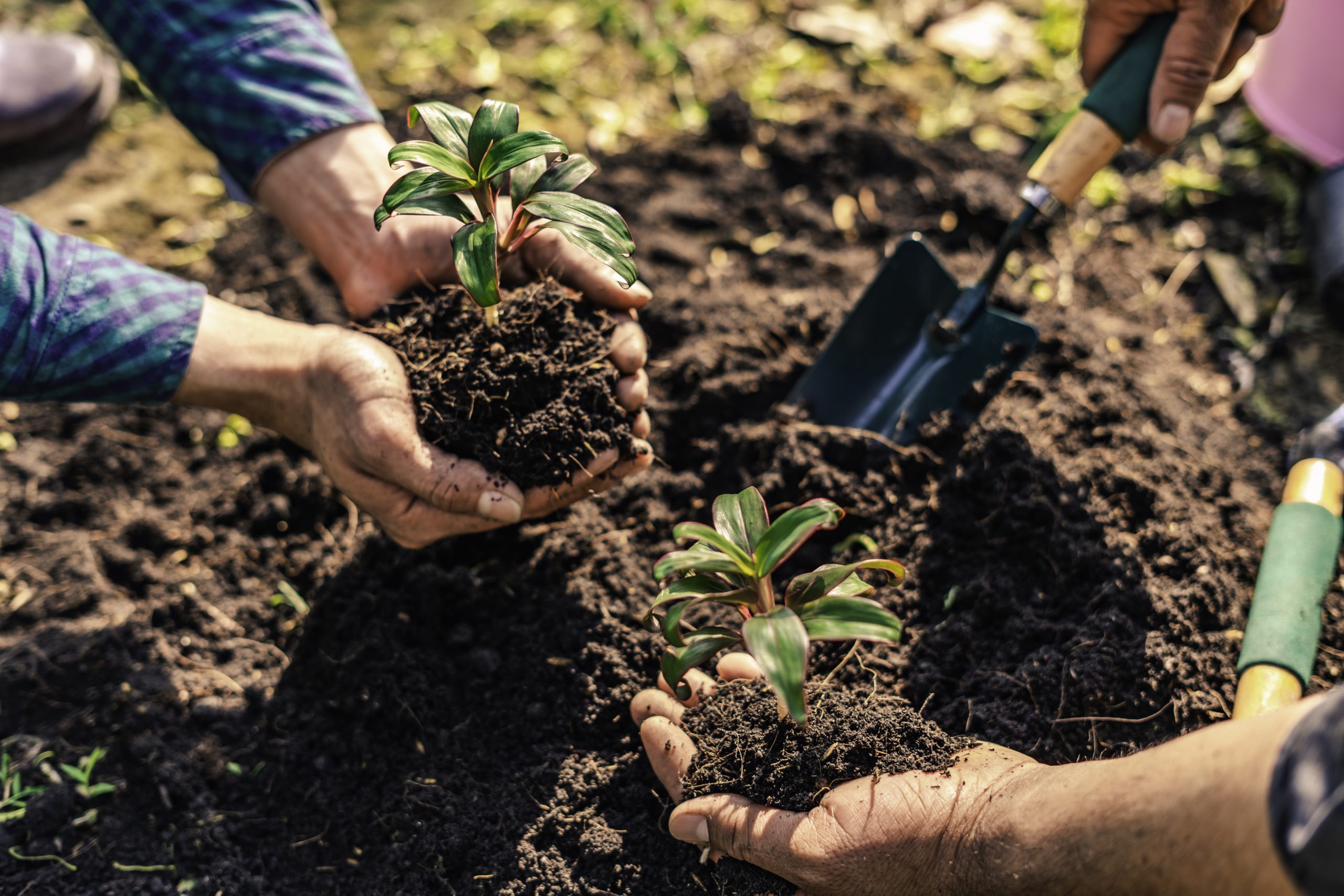 People Food & Land Foundation