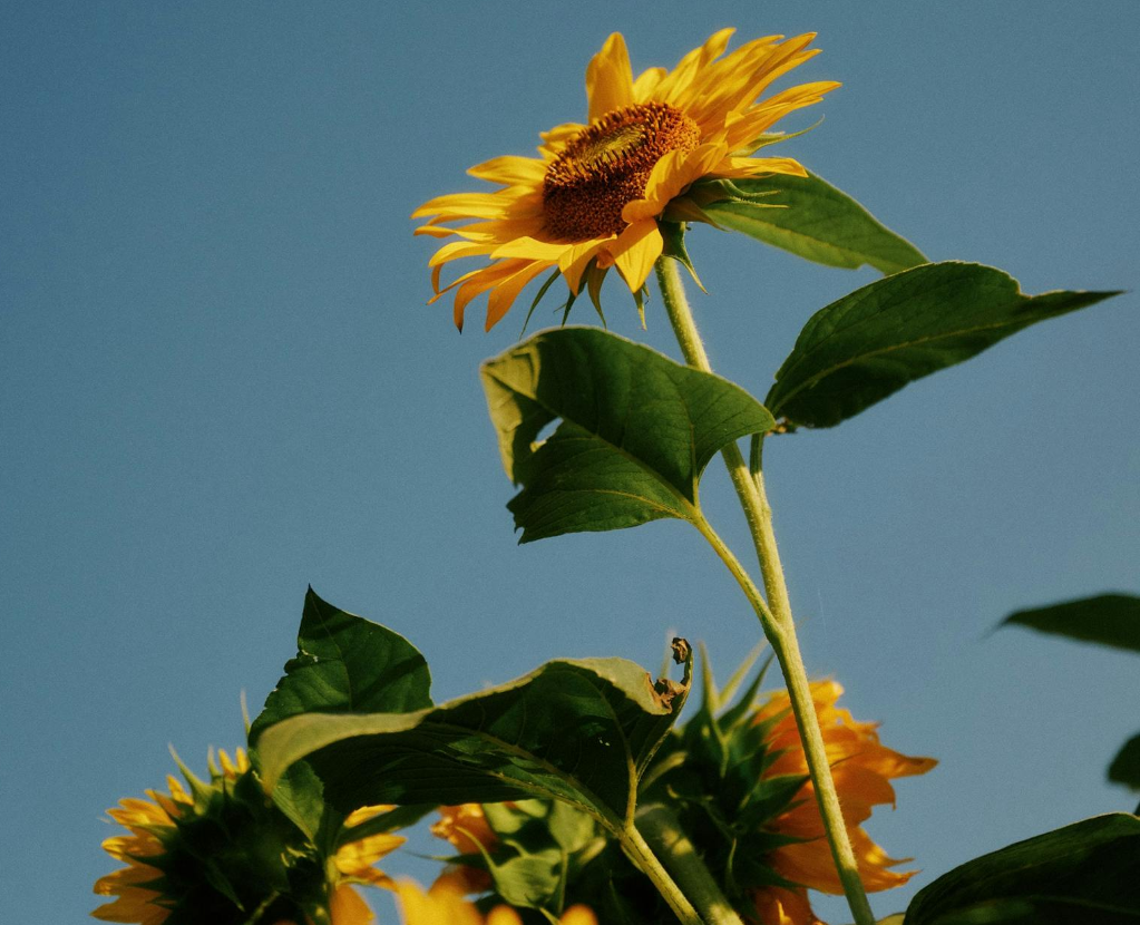 People Food & Land Foundation