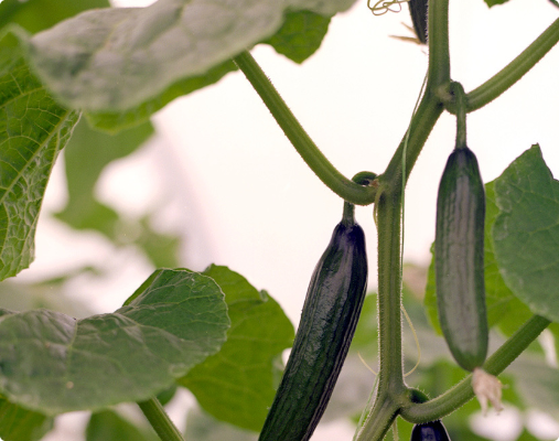 People Food & Land Foundation