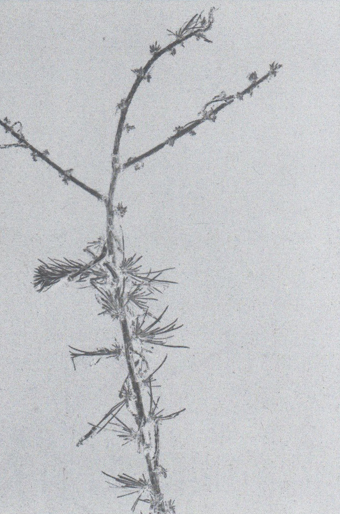 People Food & Land Foundation