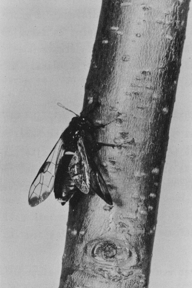 People Food & Land Foundation