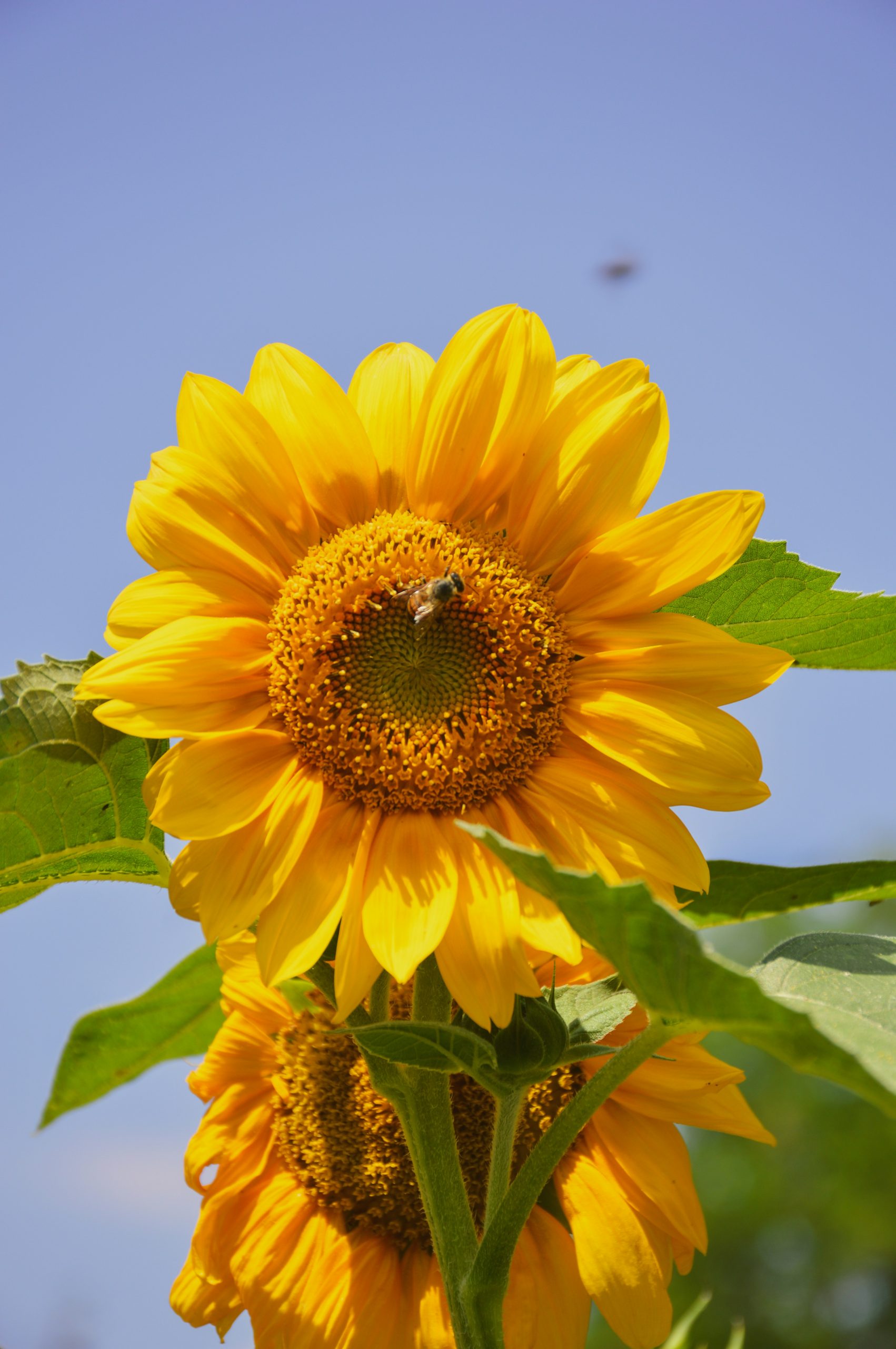 People Food & Land Foundation