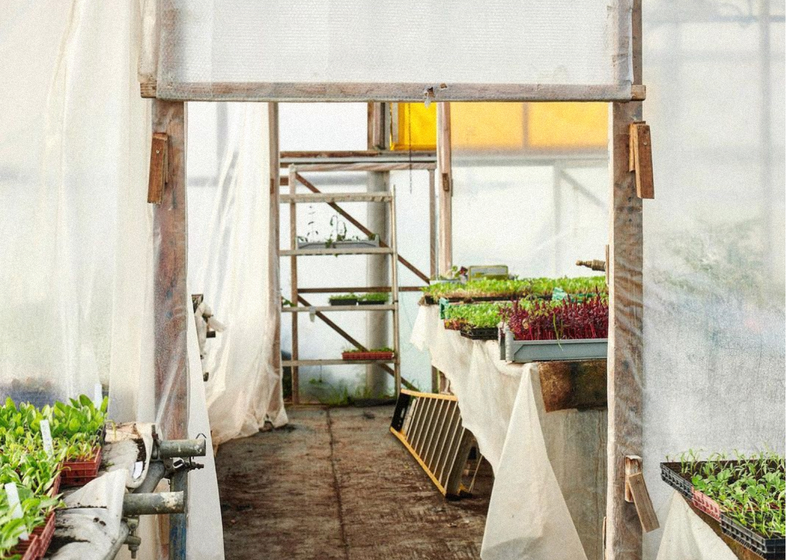 People Food & Land Foundation