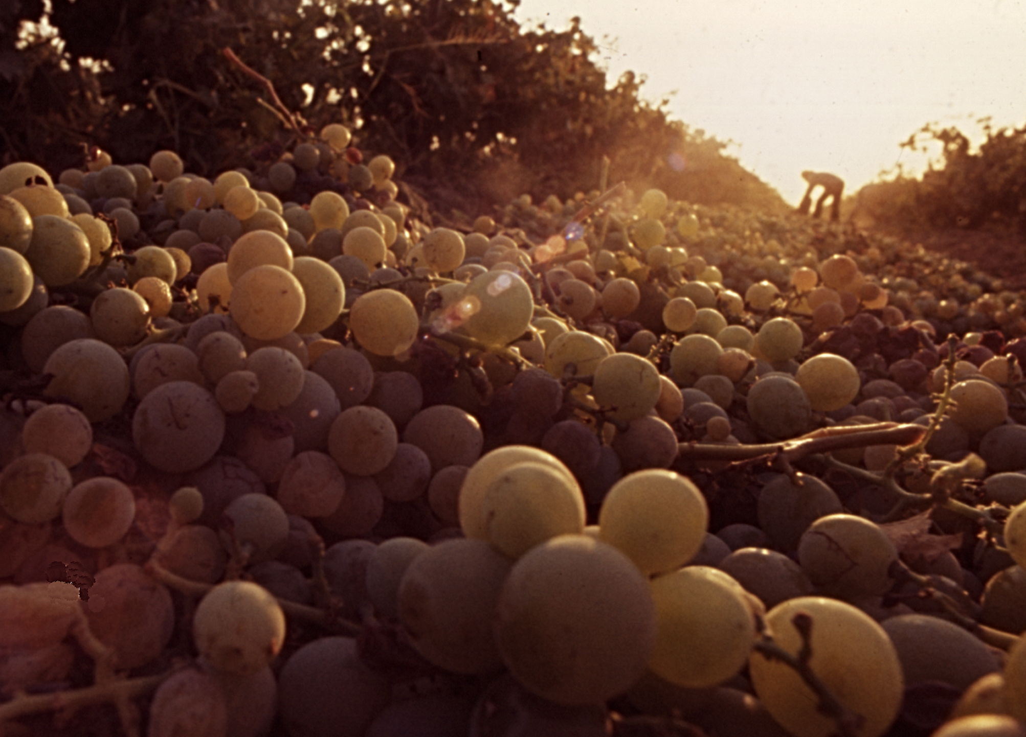 People Food & Land Foundation