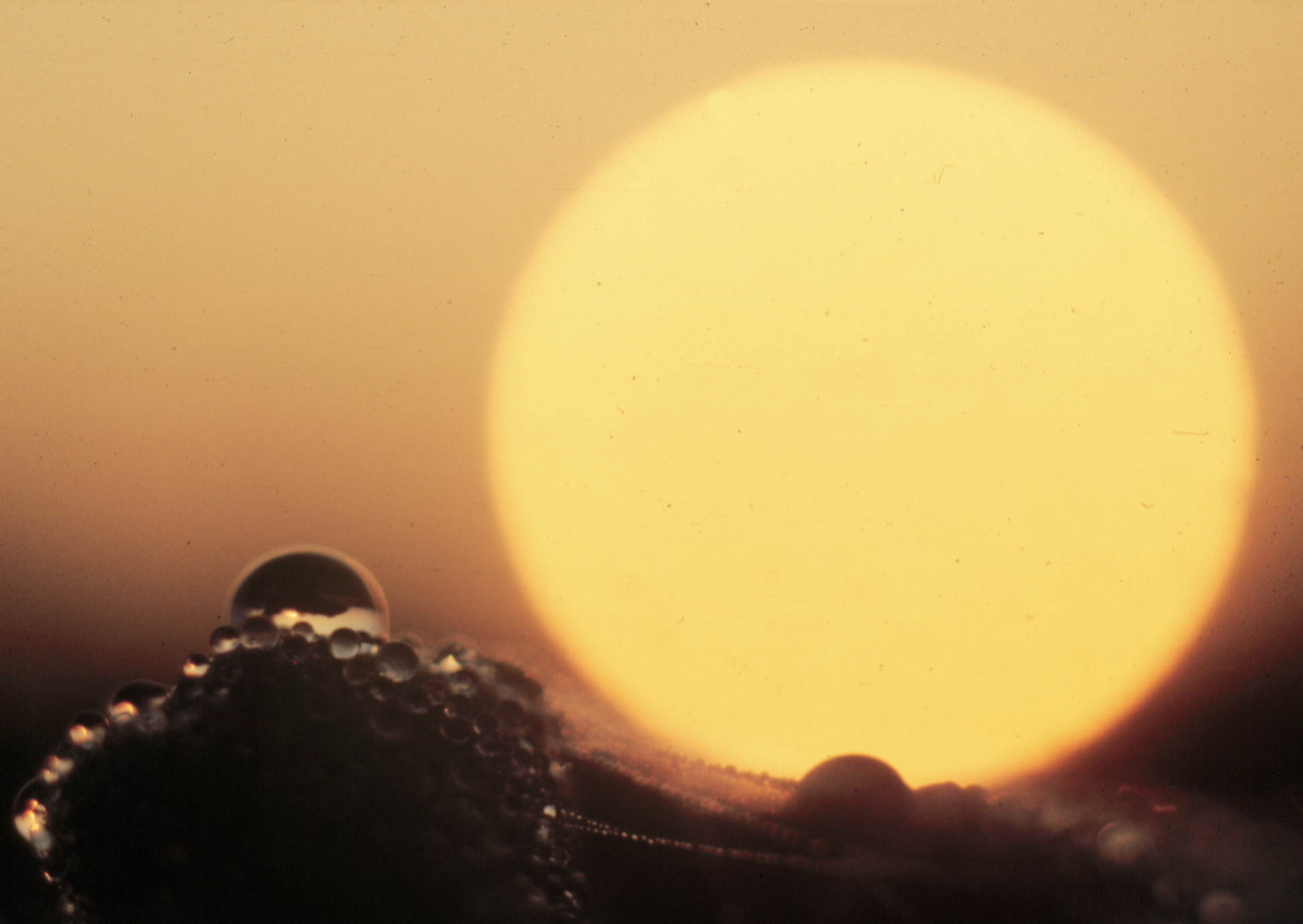 People Food & Land Foundation