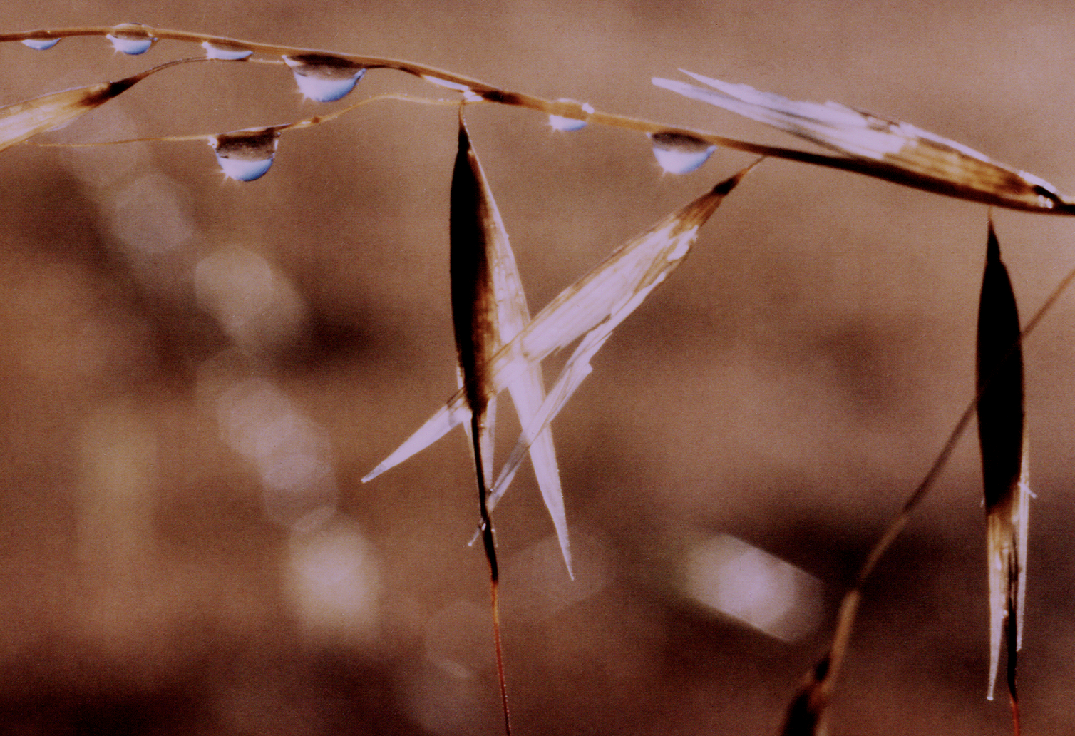 People Food & Land Foundation