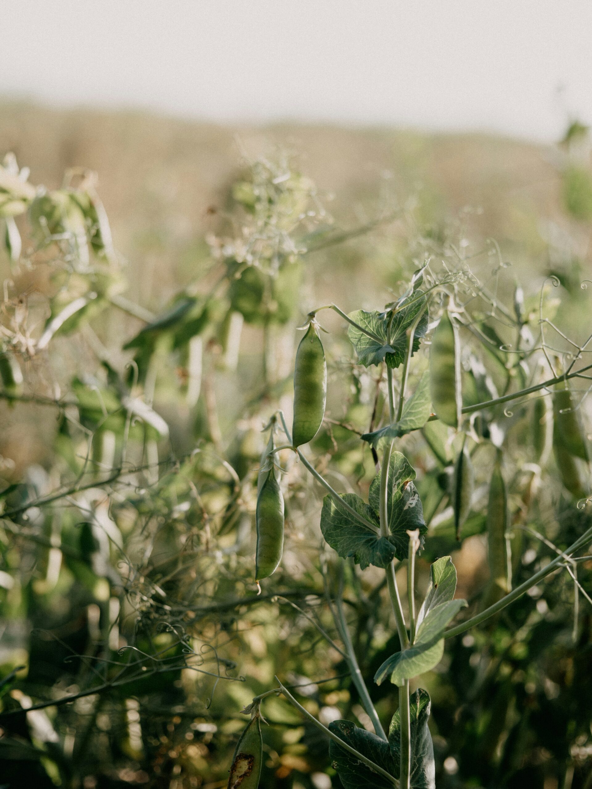 People Food & Land Foundation