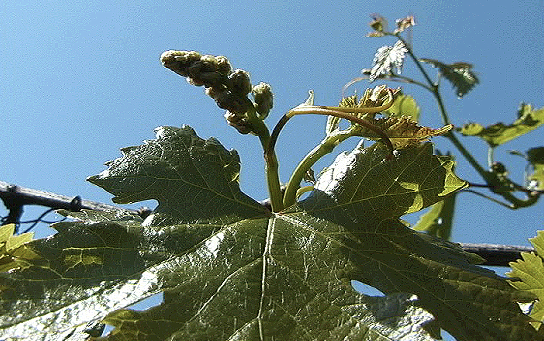 People Food & Land Foundation