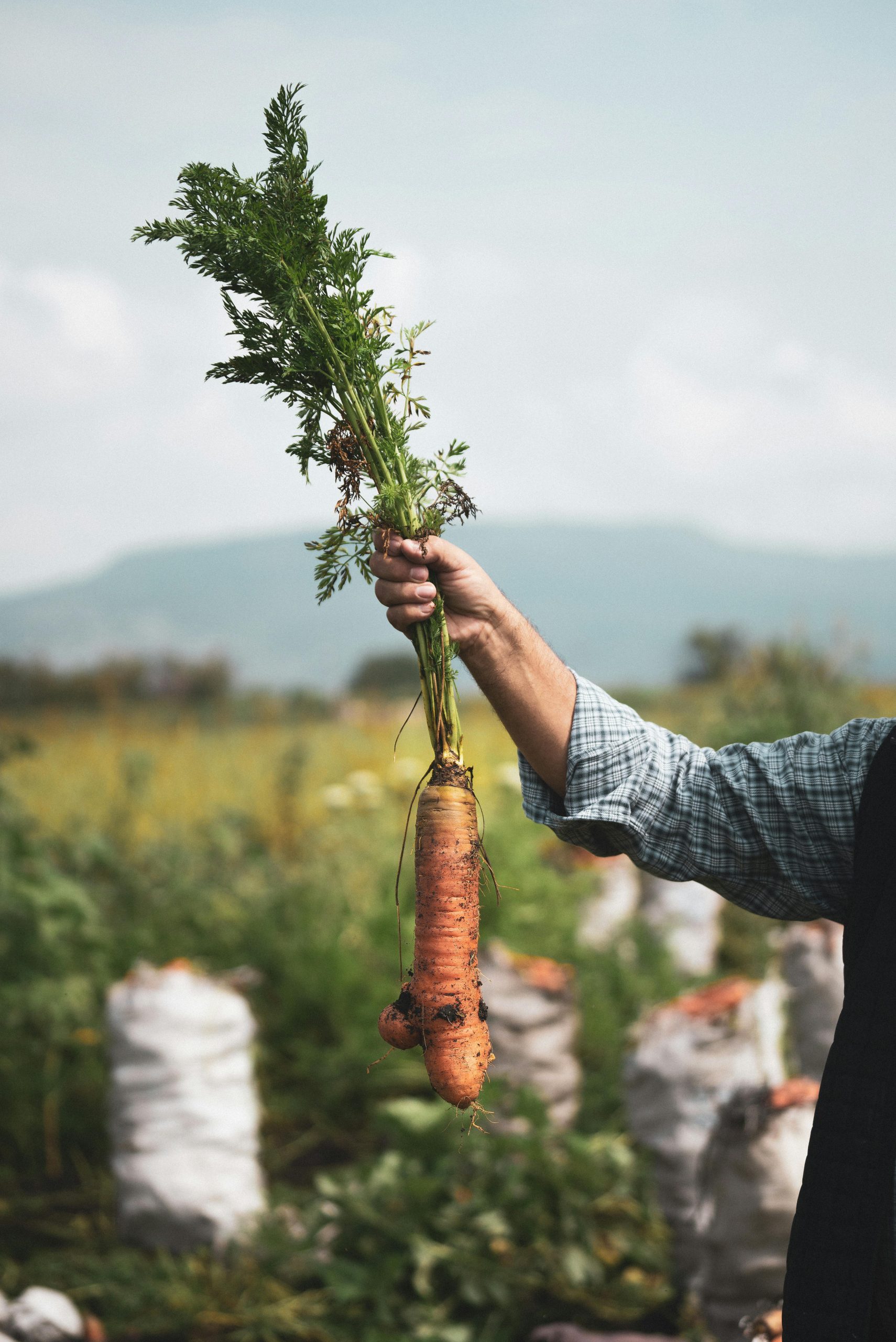 People Food & Land Foundation