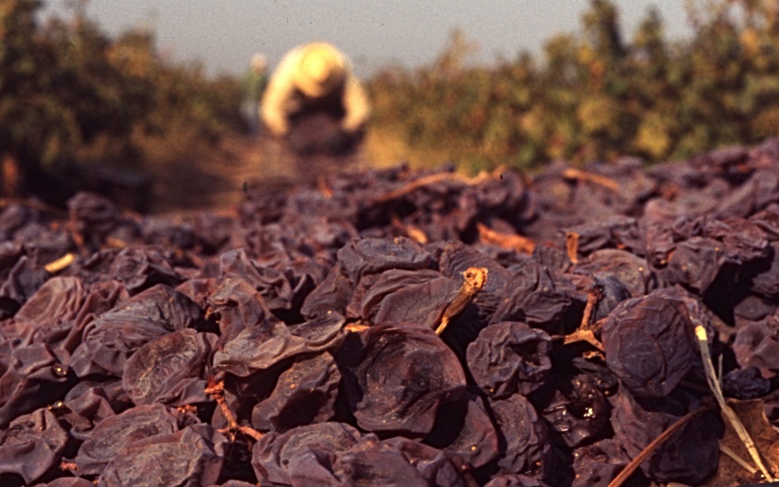 People Food & Land Foundation