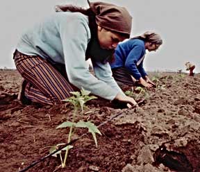 People Food & Land Foundation