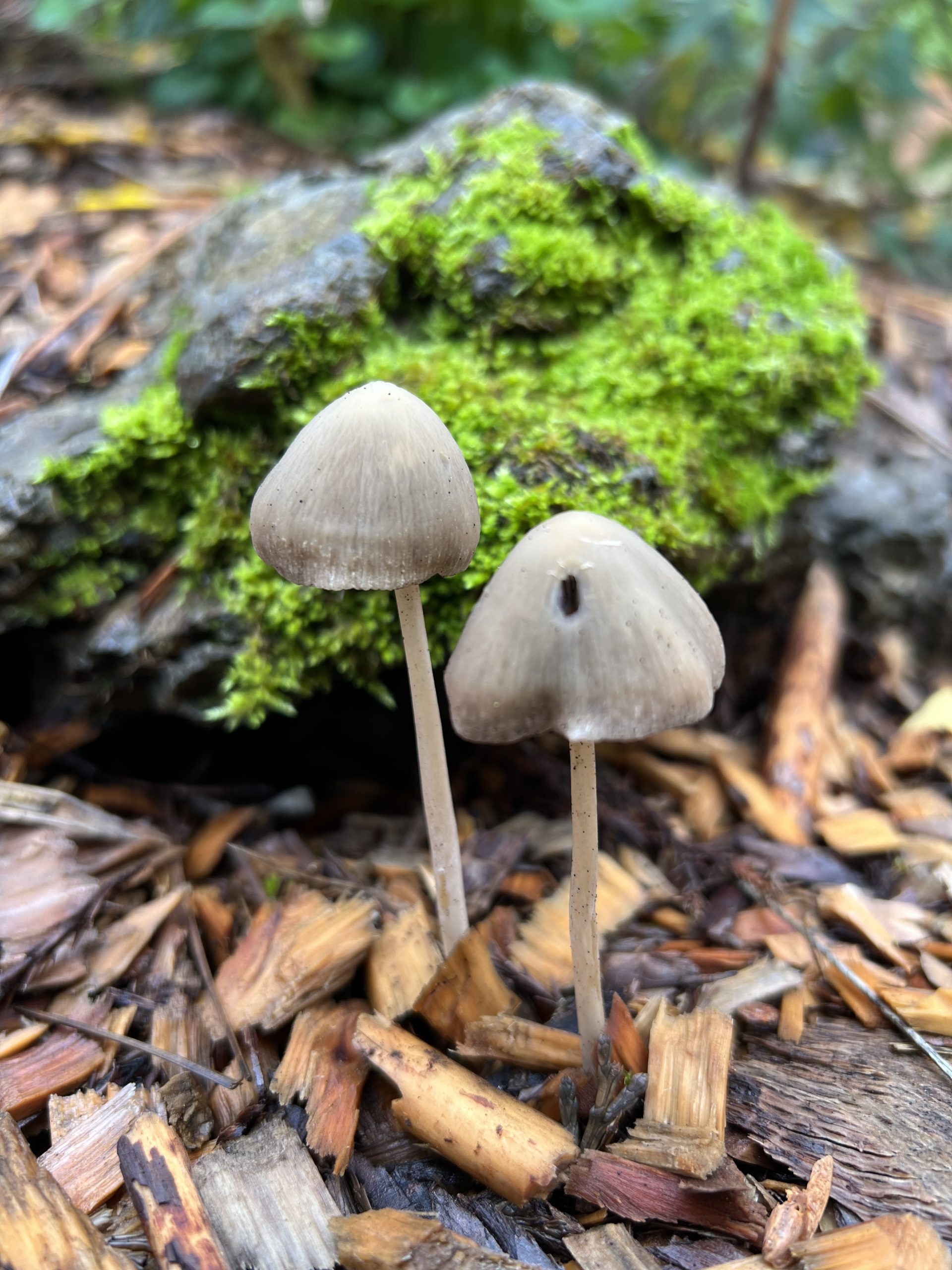 People Food & Land Foundation