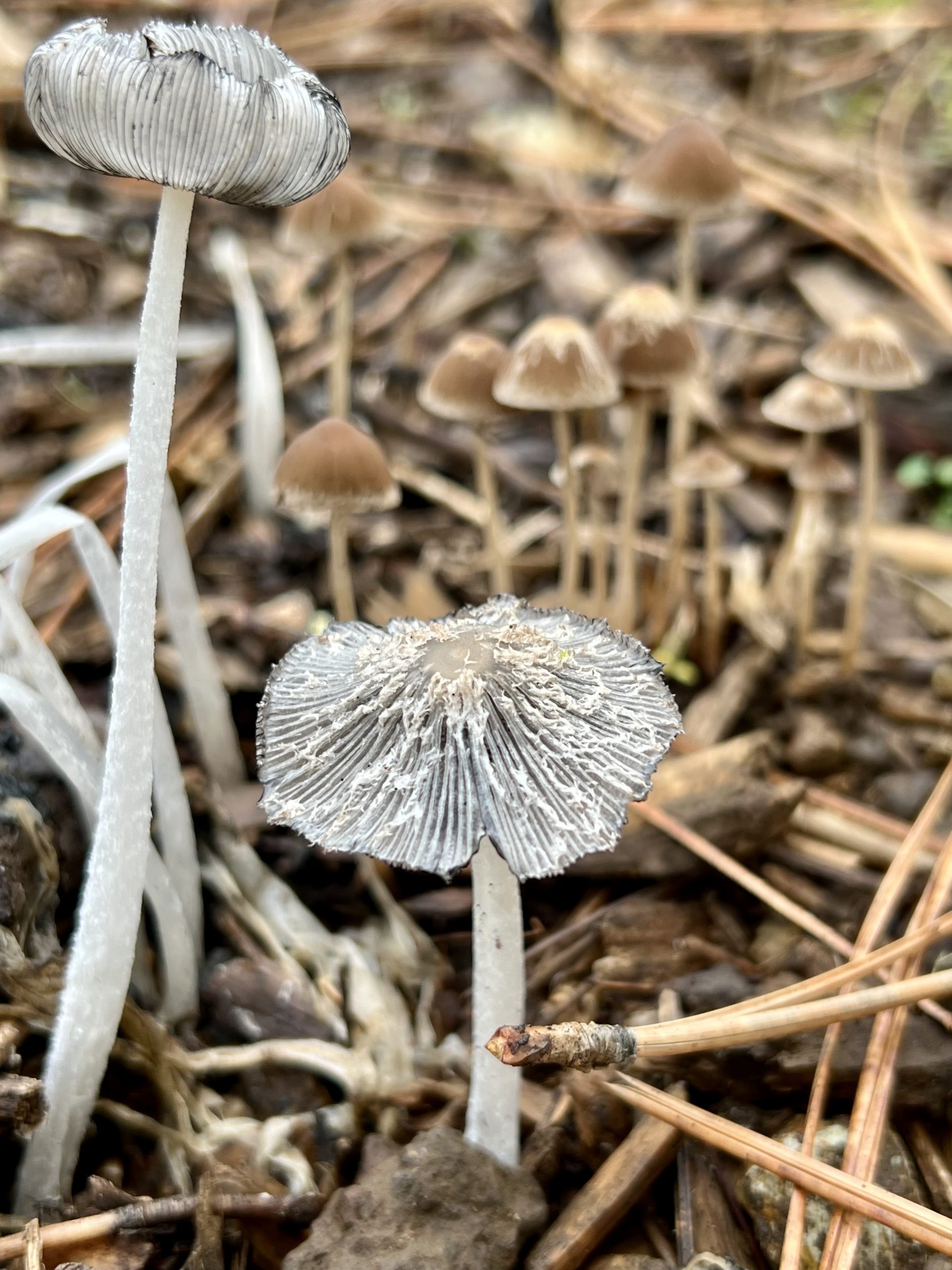 People Food & Land Foundation