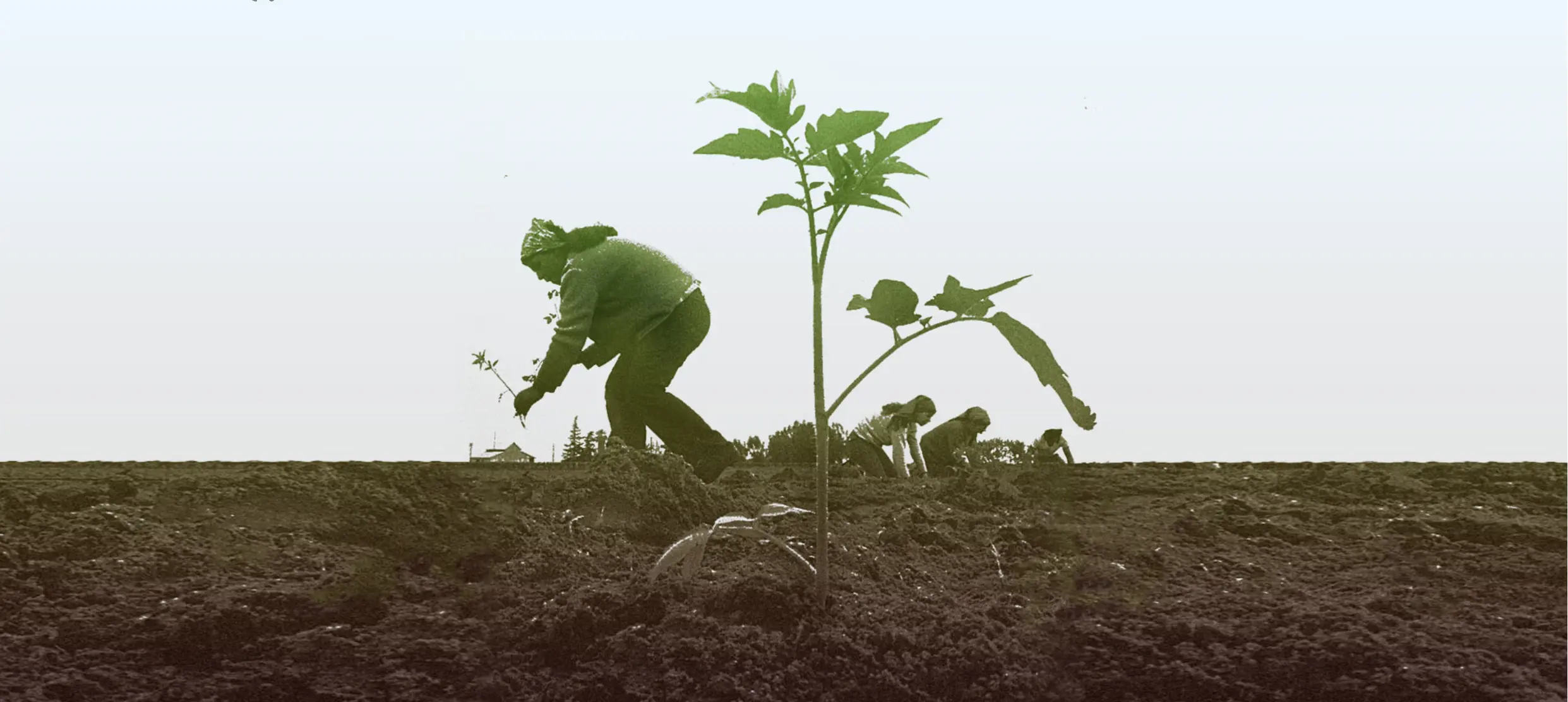 People Food & Land Foundation