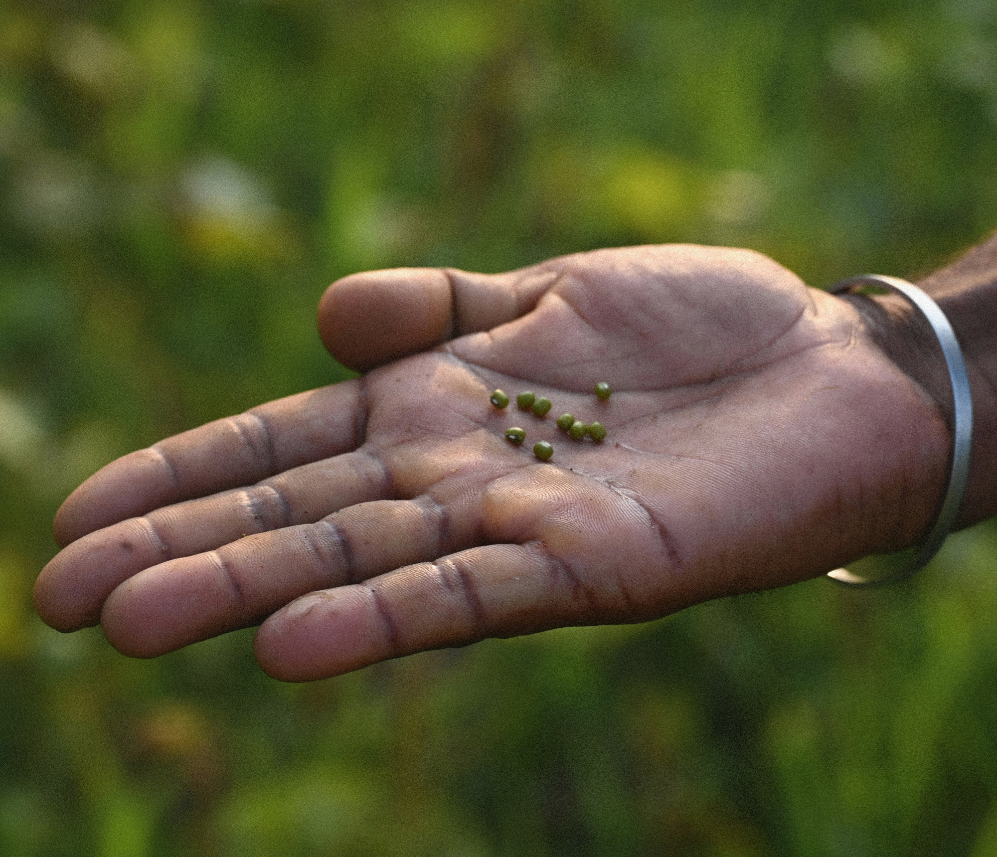 People Food & Land Foundation
