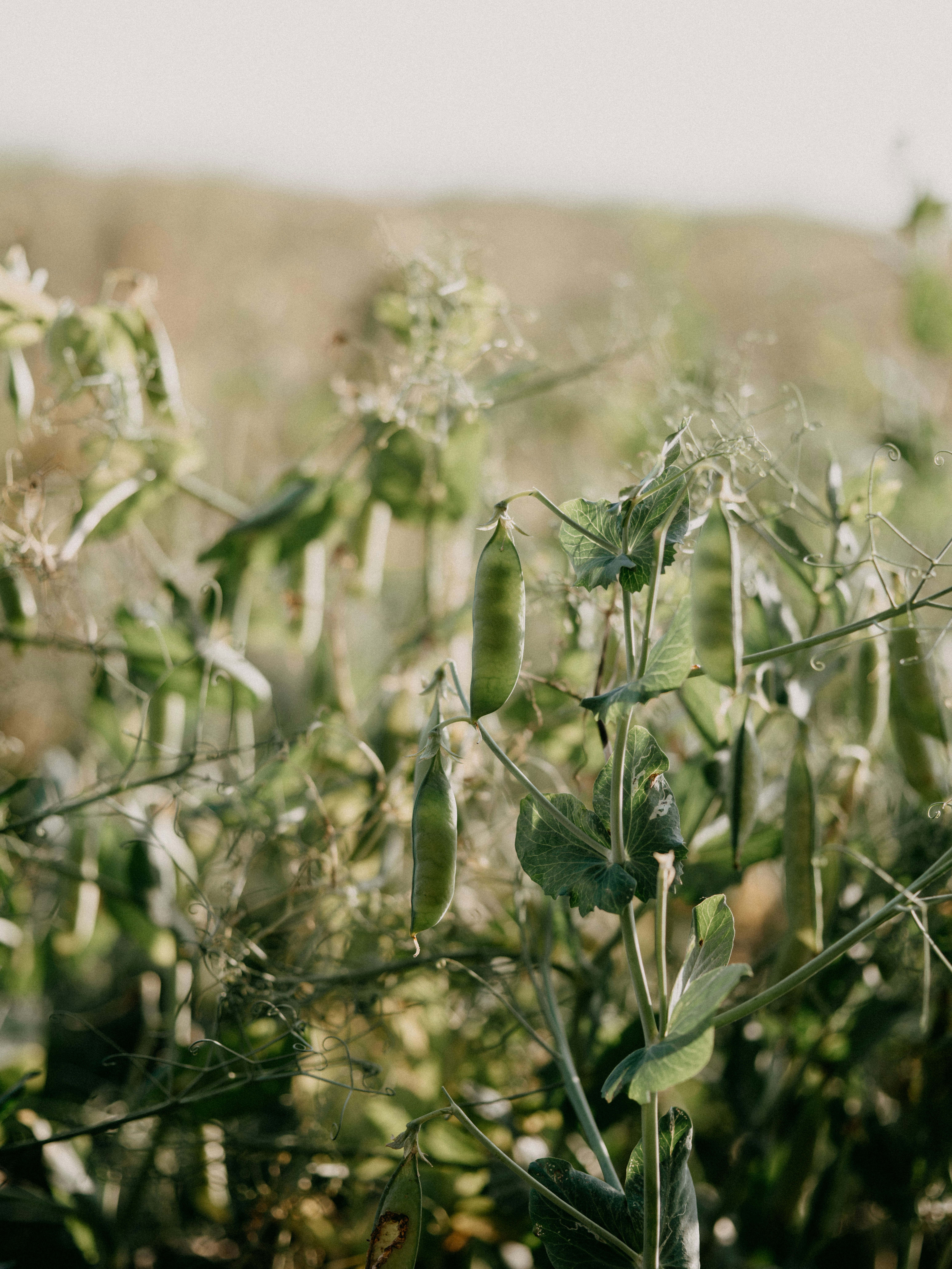 People Food & Land Foundation