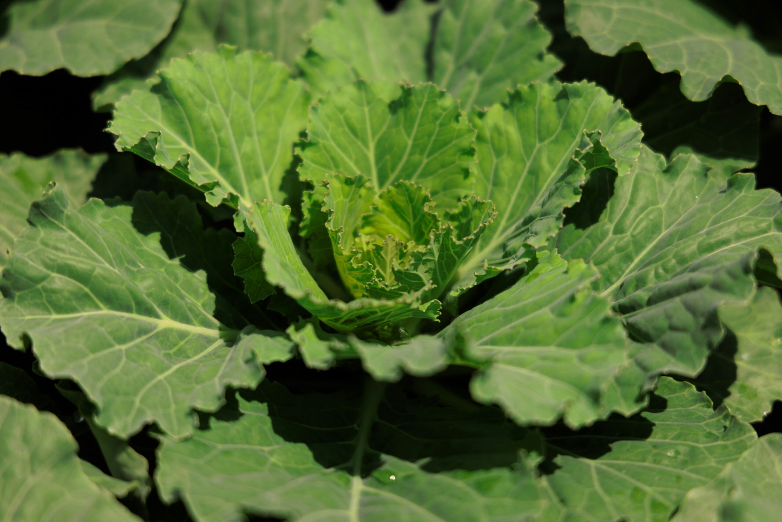 People Food & Land Foundation