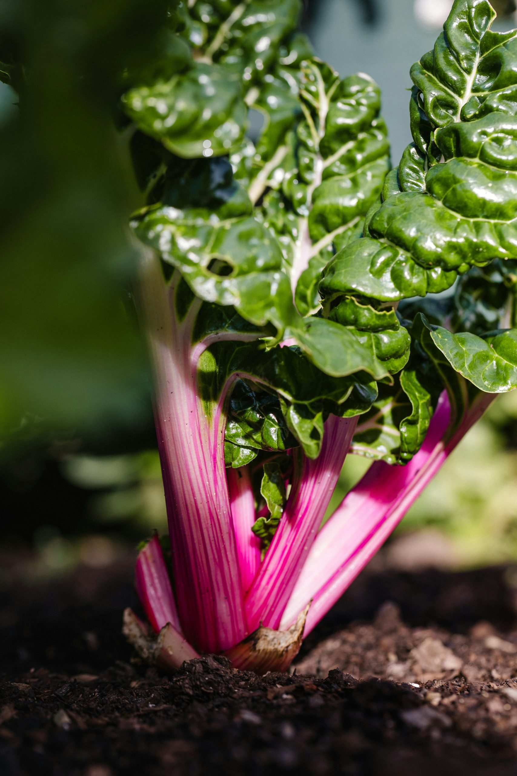 People Food & Land Foundation