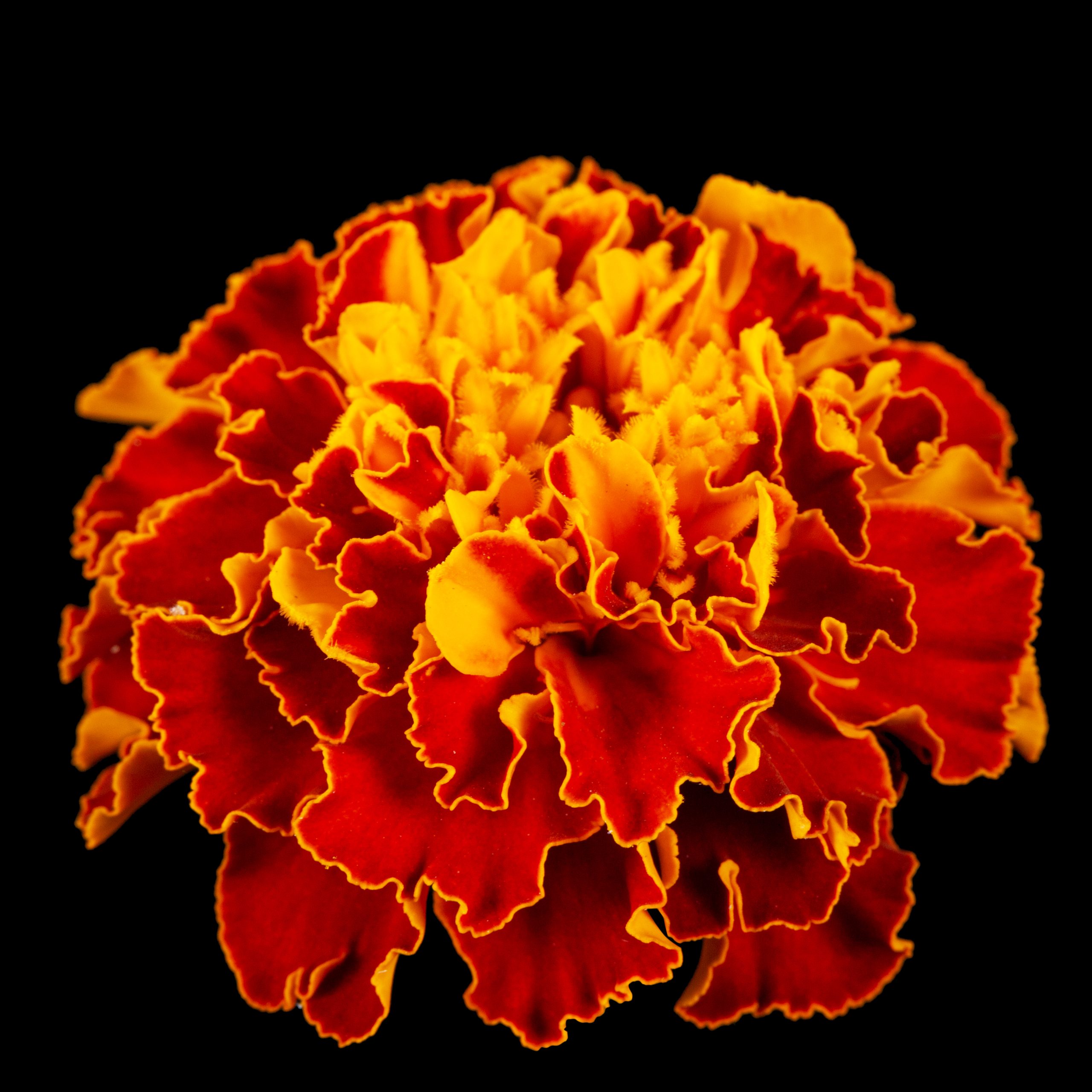 People Food & Land Foundation