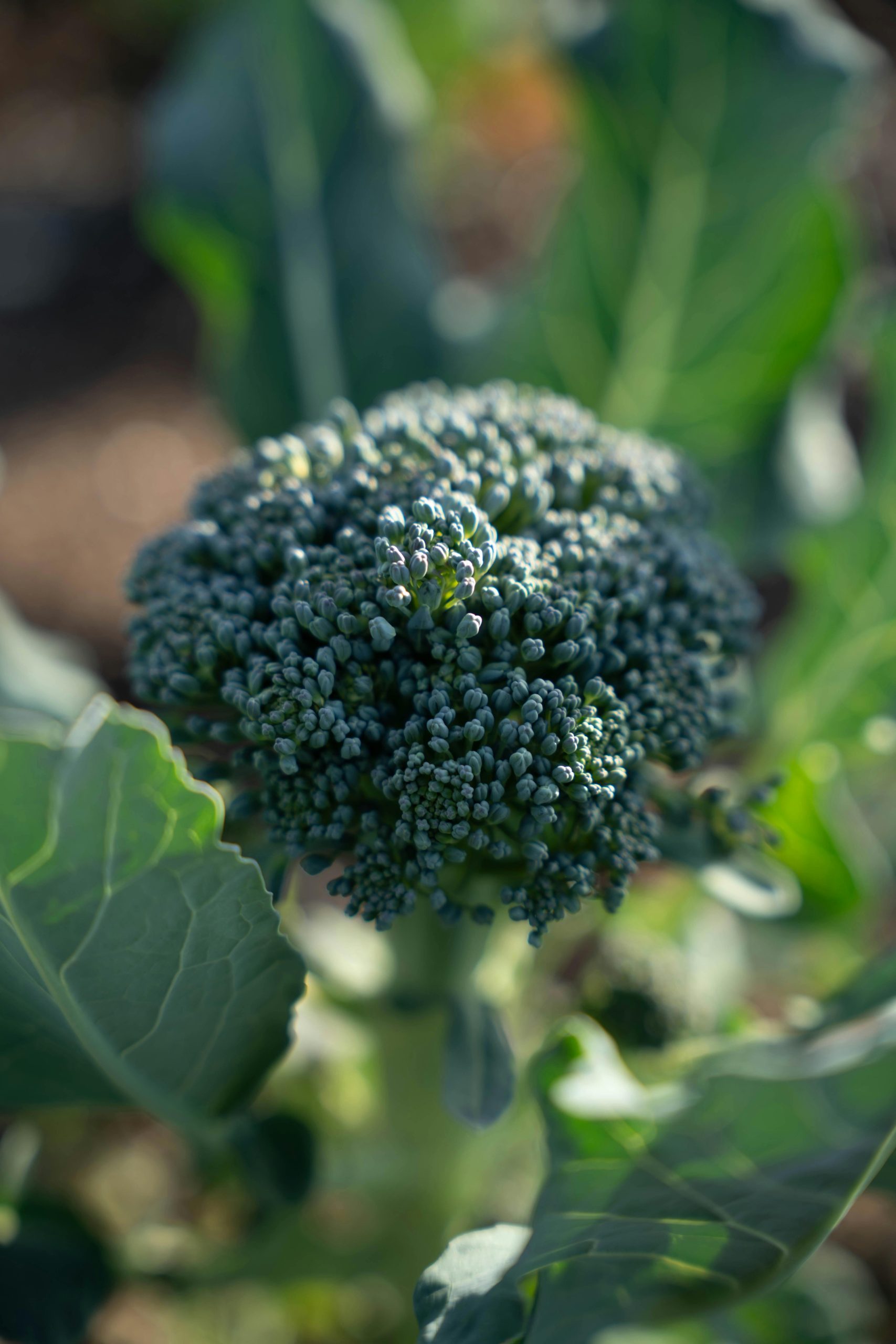 People Food & Land Foundation