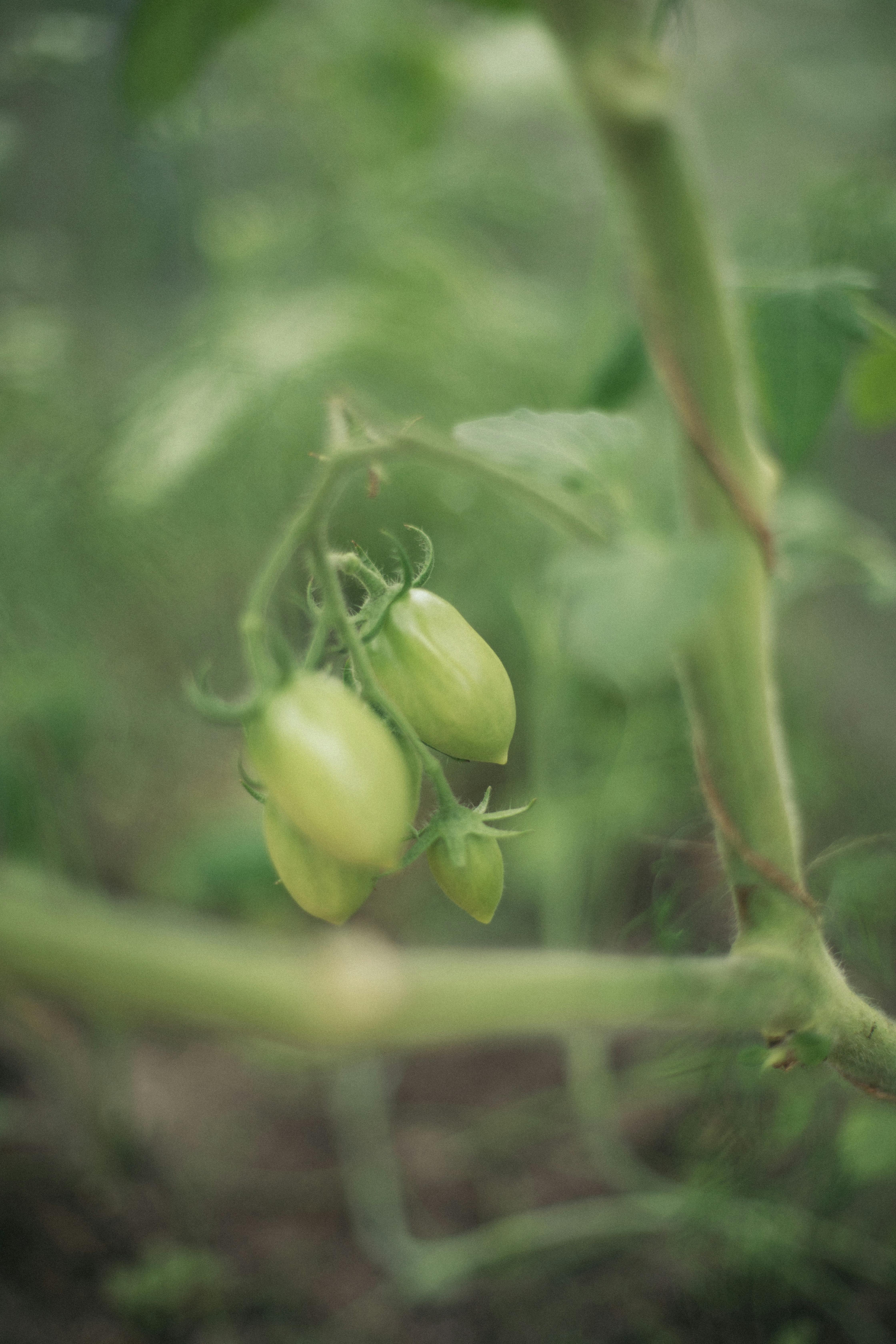 People Food & Land Foundation