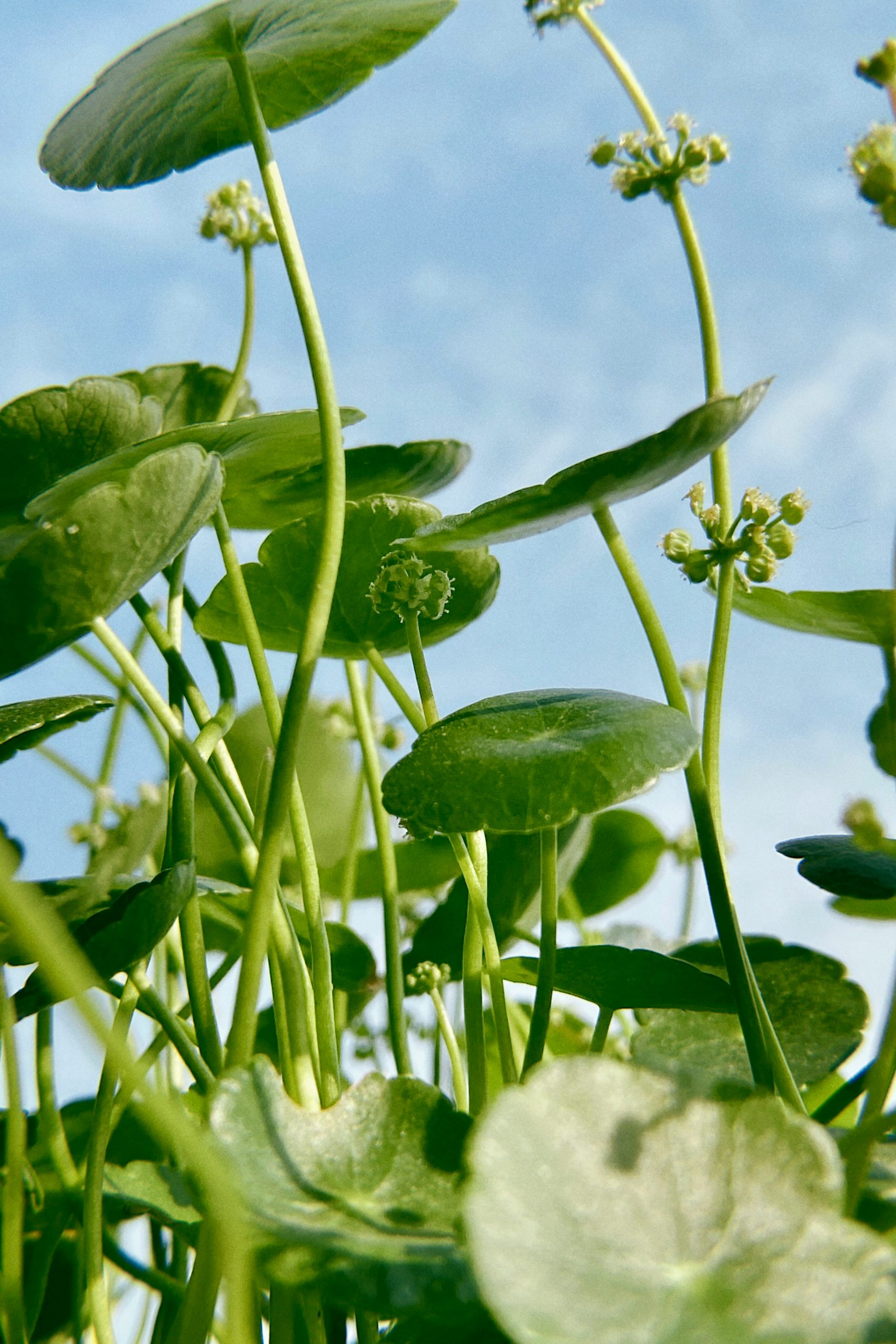 People Food & Land Foundation