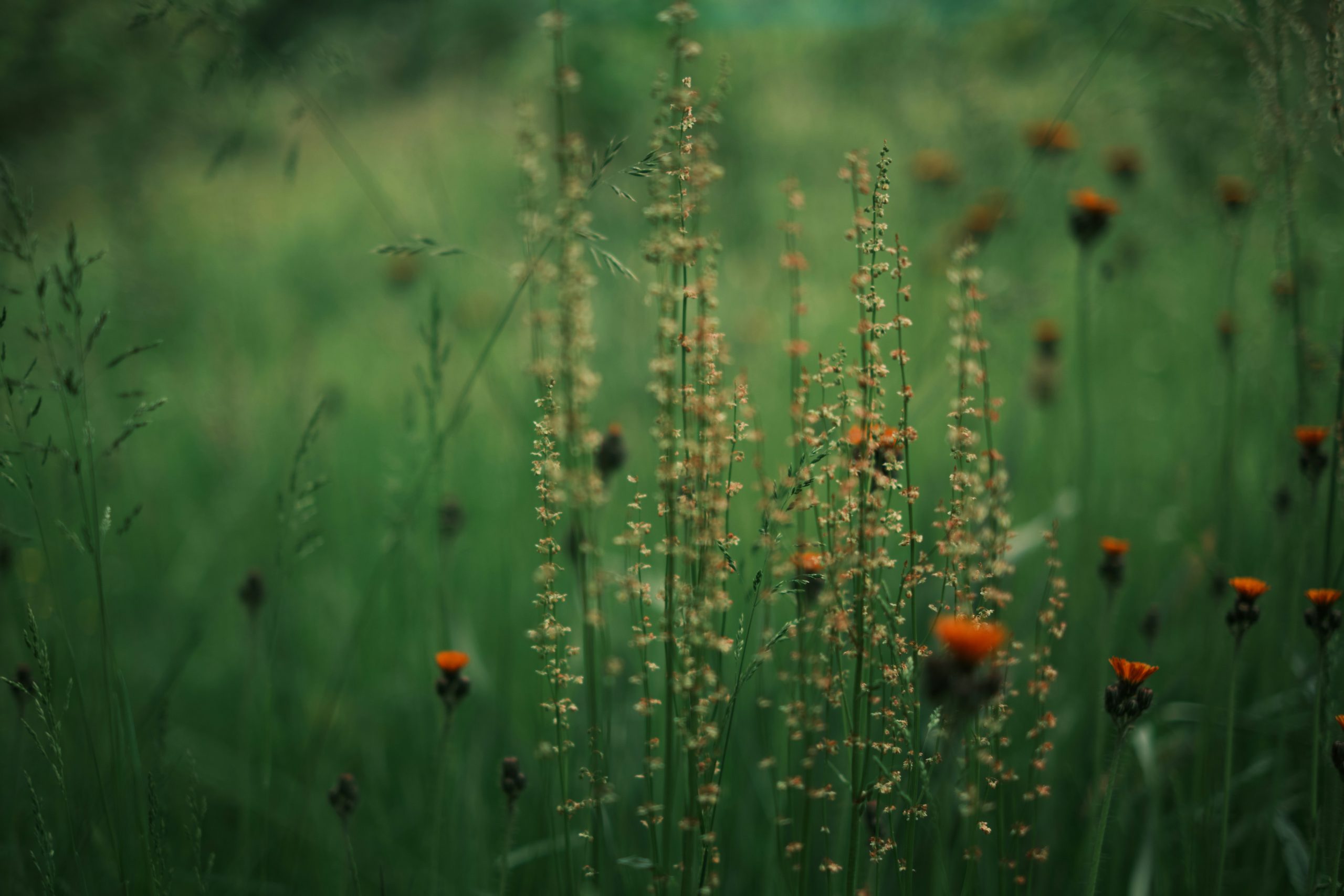 People Food & Land Foundation