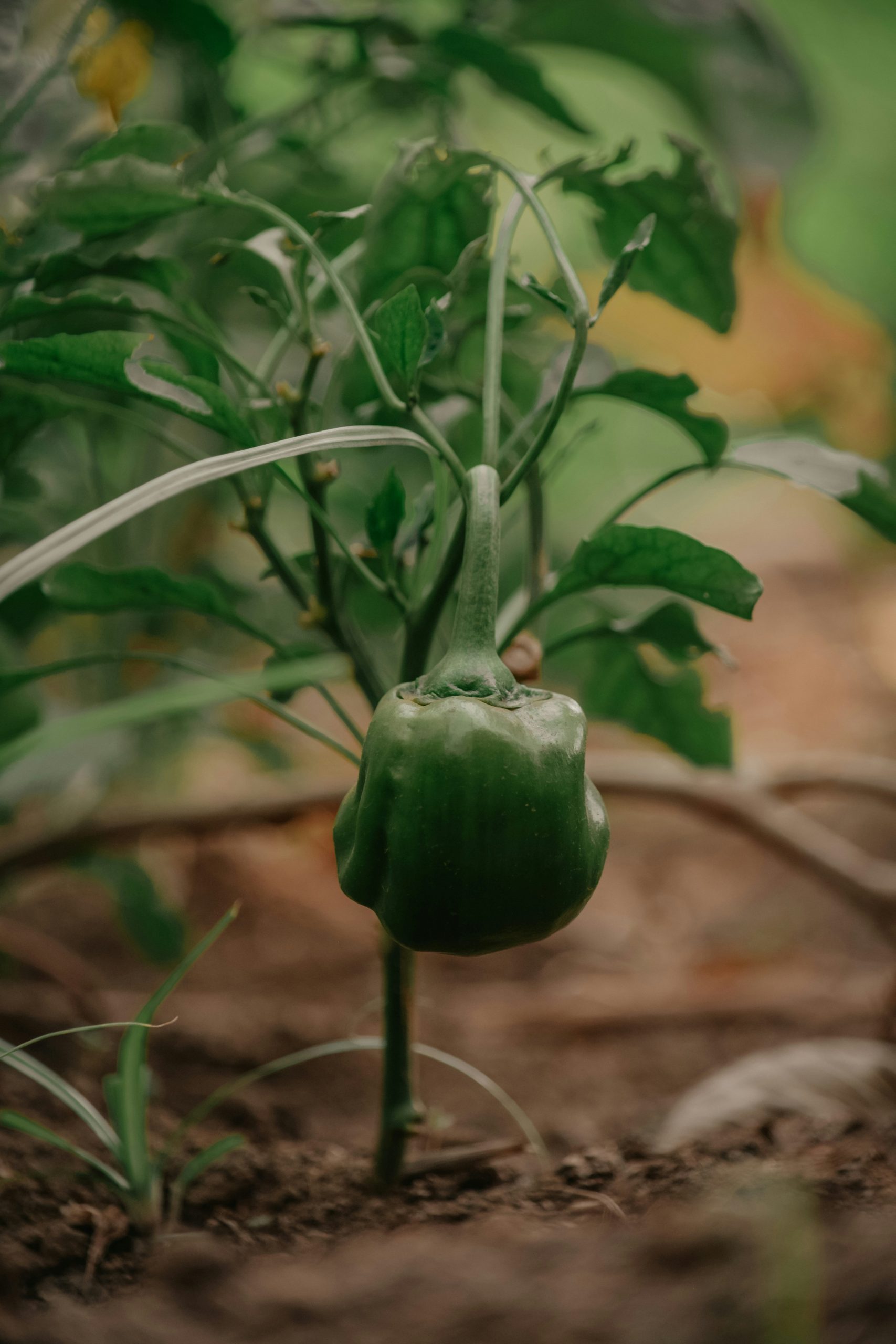 People Food & Land Foundation