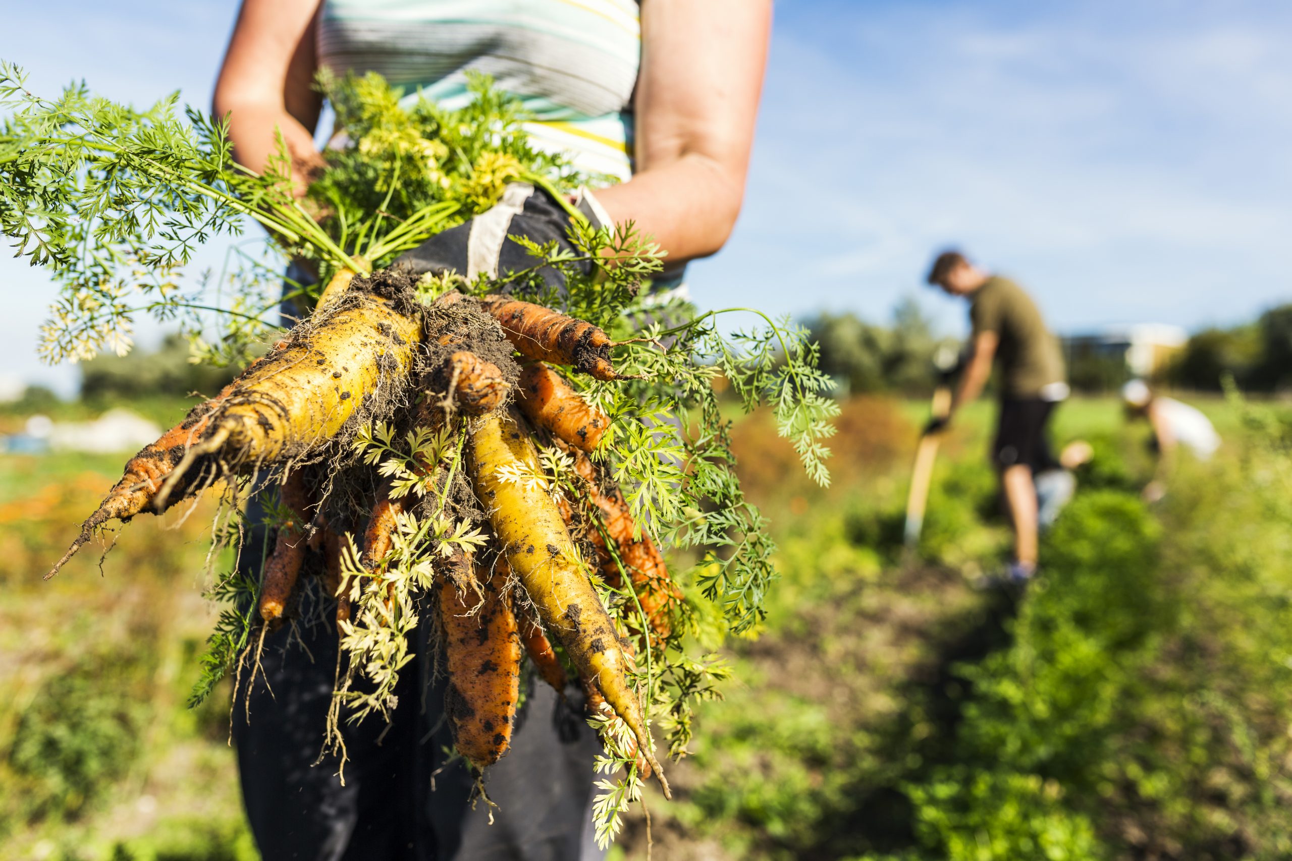 People Food & Land Foundation
